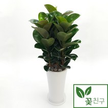 꽃친구 고무나무 개업 축하 화분 거실 집들이 사무실 키우기쉬운 식물 전국 당일배송, 물받이받침(8.000원)