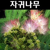 자귀나무 실생2년 뿌리 묘목 5개/정원/공원/조경수