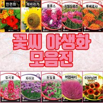 꽃씨 야생화 꽃씨앗 80여가지 분꽃 과꽃 키우기 /봄 여름 가을 화단가꾸기 종자 씨앗, 부용화2g