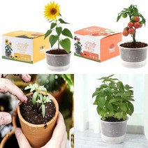 해바라기 방울토마토 바질 봉선화 나팔꽃 강낭콩 키우기