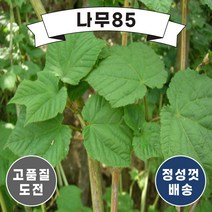 (나무85) 벌나무 포트, 1. 벌나무 포트