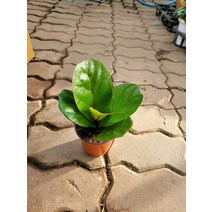10~25cm 떡갈고무나무 소품 28