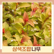 조팝나무 묘목 삼색조팝 4치포트 5개