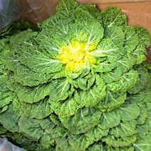 빠리농산 국내산 진도 봄동 5kg
