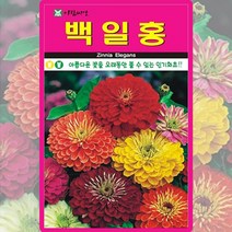 백일홍씨앗 200립 백일홍 꽃씨앗 야생화 꽃 씨 종자, 1개