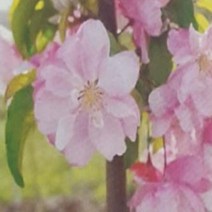 묘목/ 꽃사과나무 (로즈벨)접목1년(일반대목) b088