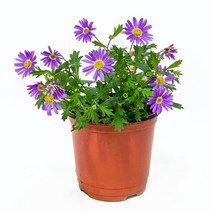 [모종가게]사계국화 모종 꽃 화분 식물 초화 2색랜덤