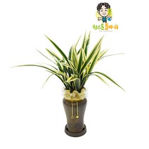 일향금 동양란 개업 승진 축하화분 인테리어화분 동양난, 동양란 - 일향금, 지방 구 단위 지역(배송비 1만원 추가)