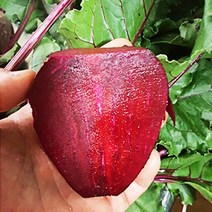 제주아방 건비트 제주도 말린 건조비트 건강 차, 1개, 500g
