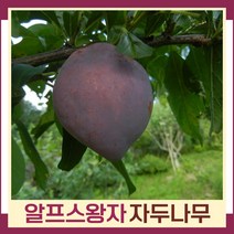 자두나무 묘목 알프스왕자 접목1년생 뿌리묘 3개
