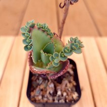 만손초 천손초(합) 키우기 예쁜 실내 다육식물 1-20랜덤발송, 단품, 상세페이지 참조, 제이즈쿠팡 본상품선택