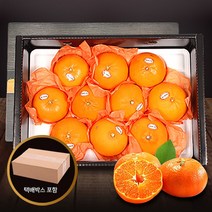 [참다올] 명품 제주 레드향 3kg(13-15과) x 2