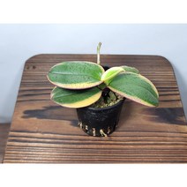[나랑너랑꽃]팔라에놉시스 - 아마빌리스 바리에가타 (6cm 포트 무늬 호접란)