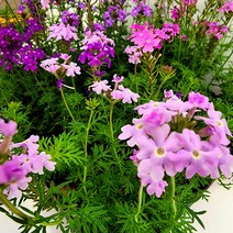 꽃나무팜 (5개한세트) 숙근버베나 파라솔 야생화 꽃식물 마편초 다년생 노지월동 화단 정원꾸미기 색상랜덤