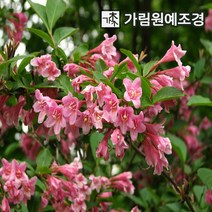 병꽃나무 가림원예조경, 100cm분묘(5개세트)