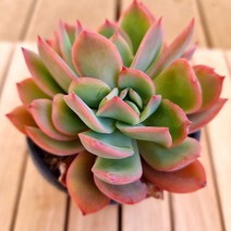 러우 물이들면 예뻐지는 다육식물1-30 랜덤, 단품