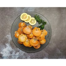 통영 홍가리비 대왕가리비 조개구이, 5kg (115-135미)