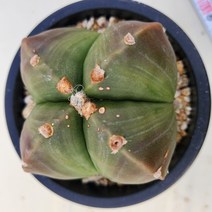 청난봉옥(정가네다육), 7-8cm