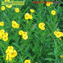 씨앗 [팝플라워] 고기와 생선요리에 타라곤 15립