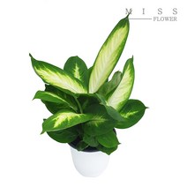 꽃집아가씨 중형화분 디펜바키아 마리안느 화분지름 15cm