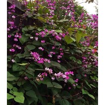 제비콩 (Lablab Bean) 5립 꽃과 열매가 멋진 덩굴이