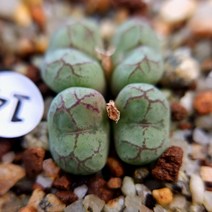 코노피튬 피시포르미 핑화, 1개