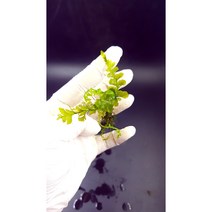 볼비티스sp.크레피도마네스 1잎 [체리새우/crs새우/생이새우키우기] 애완관상용새우은신처수초