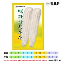 헬프팜 백광찰옥수수 600g 종자 씨앗 동원농산종묘