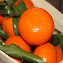 (특등급) 오늘출고 감귤3KG 밀감 귤 제주밀감 제주귤, 쿠팡 3KG, 쿠팡 본상품선택