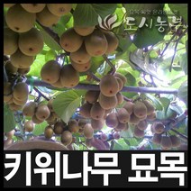 키위나무/레드키위/키위나무묘목/접목1년3주/도시농부