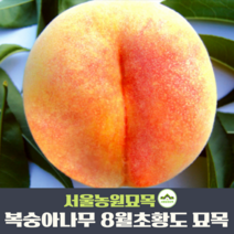 서울농원묘목/복숭아나무 묘목 백도 황도 접목1년생 특묘 상묘 중묘, 8월초황도