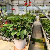 마타피아 중품 꽃비관엽, 1개