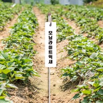 고정형 무지 / 스텐레스 텃밭 수목명찰 / 나무이름표 / 수목표찰 / 화단관리 / 수목명패 / 식물라벨 /추적표찰 / 식물이름표 / 화단이름표 25X100mm, 수목명인쇄, cclim7535@naver.com