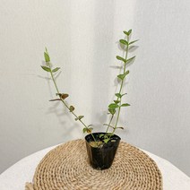 지피식물 노지월동 줄사철, 1개