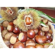 22곶감 선물용트레이50과2~3kg 감말랭이 특품800g2팩 대봉감 10kg15kg 지리산곶감 고종시 반건시 건시, 감말랭이 800g특품1팩