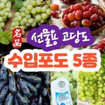 (수입포도5종) 프리미엄 수입 수입산 고당도 씨없는 포도 선물용 칠레 블랙사파이어 가지포도 스윗글로브 크림슨 탐슨 오톰크리스피 애플 청포도 선물 세트 1kg 2kg 3kg 4kg, (b) 블랙사파이어포도 2kg