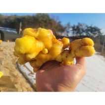 22년 국내산 세척 생강 1kg 영주 봉화 생강, 세척작은생강, 1개
