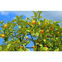 DR귤나무 7치화분 결실주
