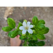 떡잎상가 오렌지 자스민 묵은둥이, 1개