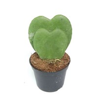 꽃들이네 하트호야 리사호야 무늬호야 호야꽃 환희호야 소원호야 실내공기정화식물 실내관엽식물 화초, 1개, 무지 하트호야/2촉