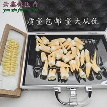 치아 모형 재료상 입모형 칫솔질 모형 치아 치과 충치 교구 치과 28개 영구치 치아모델링, 01 28개 솔리드 영구치 모델(A타입)
