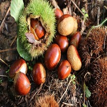 지리산 하동알밤 생밤 옥광밤 깐밤 햇밤 에어프라이어군밤 2kg 산지직송, 옥광 대2kg
