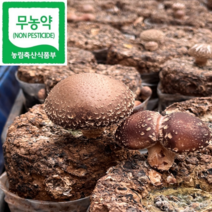 GAP 인증 친환경 무농약 국내산 생표고버섯 국산 참나무 표고버섯, 명품 표고버섯, 특상_1kg