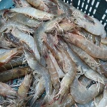 국산 생물 흰다리새우 1kg 25미내외/33미내외, 1kg/33미내외