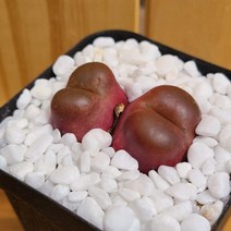 (오운정원)마우가니 씨앗10립 코노피튬 키트 conophytum, 마우가니10립, 없음, 1개