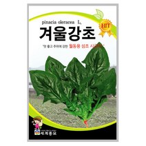 겨울강초 씨앗 40g A0129