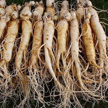 금산인삼도매센터 (10채할인) 원수삼 믹서용, 흙묻은 수삼