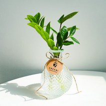 [GREENI] 돈나무 금전수 수경재배 세트 키우기쉬운 음지 반려 식물, 프리미엄(금전수+투명병+영양제+코스터)