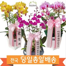 서양란 서양난 축하난 승진 영전 인사이동 개업 전국 당일배달, 03.엘레강스 2호, 1개