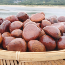 2023 백운산 광양 알밤 3kg 5kg 선물박스 제사용 깐밤용, 소율, 3kg 선물박스